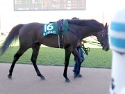 20130825hrc-57paddock16